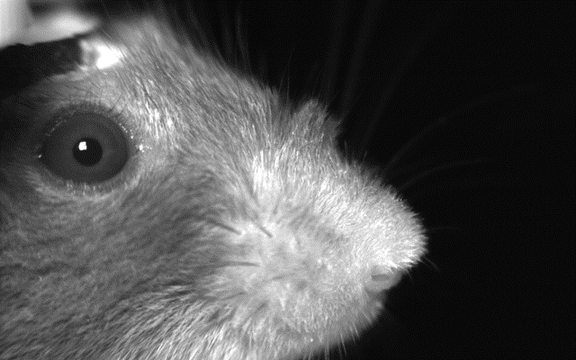 Image of a Head-fixed mouse during photostimulation
